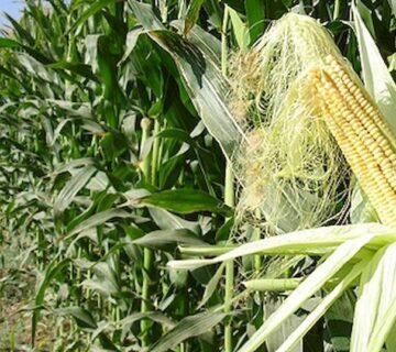 result_سمنان (1)