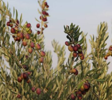 result_سمنان (11)