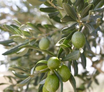 result_سمنان (2)