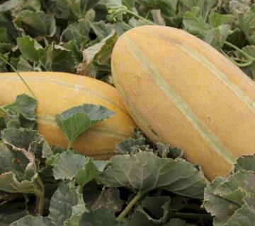 result_سمنان (5)