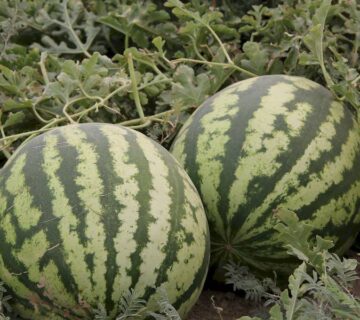 result_سمنان (6)