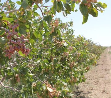 result_سمنان (7)