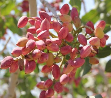 result_سمنان (8)