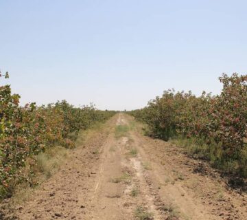 result_سمنان (9)