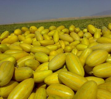 کشت و صنعت اسفراین (34)