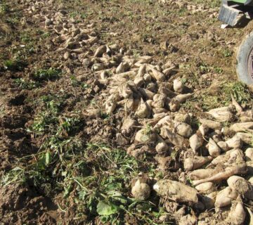 کشت و صنعت اسفراین (8)