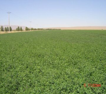 کشت و صنعت انابد (1)