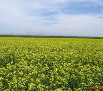 کشت و صنعت انابد (10)