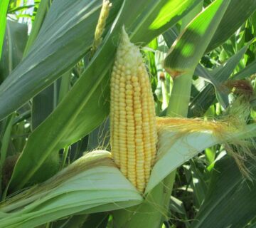 کشت و صنعت انابد (14)