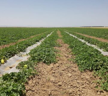 کشت و صنعت انابد (2)