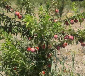 کشت و صنعت انابد (4)