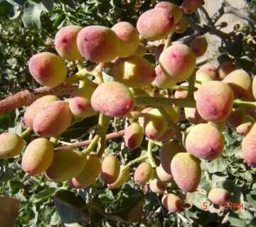 کشت و صنعت انابد (7)