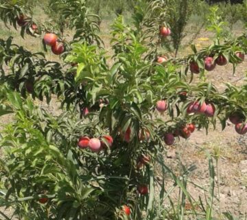 کشت و صنعت باغات آستان قدس رضوی (1)