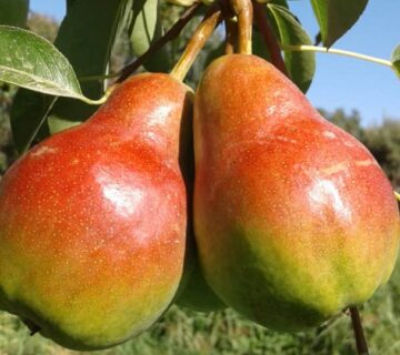 کشت و صنعت باغات آستان قدس رضوی (10)