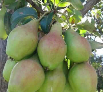 کشت و صنعت باغات آستان قدس رضوی (11)