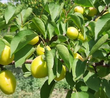 کشت و صنعت باغات آستان قدس رضوی (12)