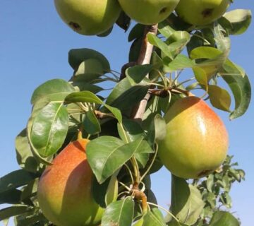 کشت و صنعت باغات آستان قدس رضوی (13)