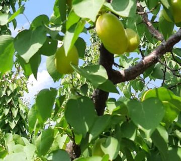 کشت و صنعت باغات آستان قدس رضوی (14)