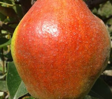 کشت و صنعت باغات آستان قدس رضوی (15)