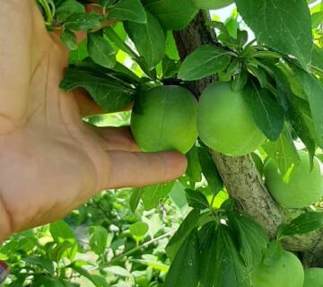 کشت و صنعت باغات آستان قدس رضوی (16)