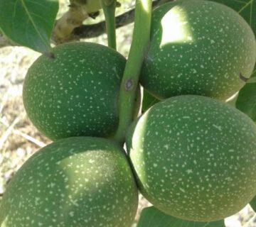 کشت و صنعت باغات آستان قدس رضوی (17)