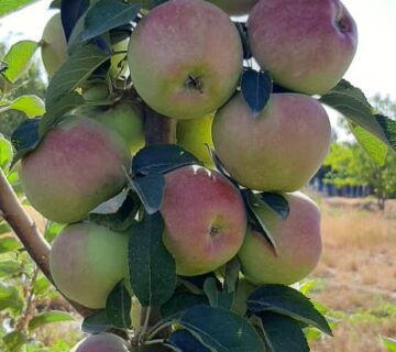 کشت و صنعت باغات آستان قدس رضوی (18)