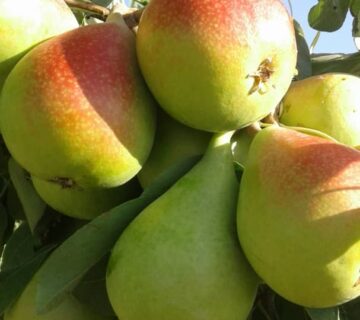 کشت و صنعت باغات آستان قدس رضوی (19)