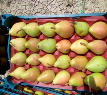 کشت و صنعت باغات آستان قدس رضوی (2)