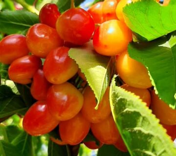 کشت و صنعت باغات آستان قدس رضوی (20)