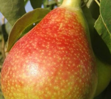 کشت و صنعت باغات آستان قدس رضوی (21)