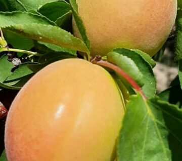 کشت و صنعت باغات آستان قدس رضوی (22)