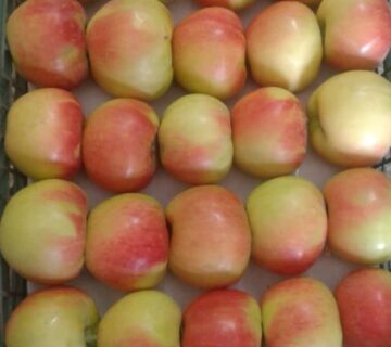 کشت و صنعت باغات آستان قدس رضوی (23)