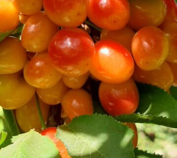 کشت و صنعت باغات آستان قدس رضوی (24)