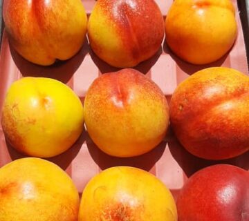 کشت و صنعت باغات آستان قدس رضوی (25)