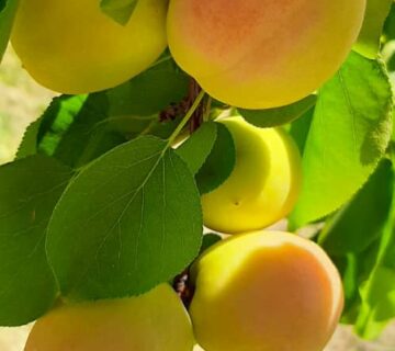 کشت و صنعت باغات آستان قدس رضوی (26)