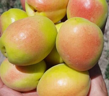 کشت و صنعت باغات آستان قدس رضوی (27)