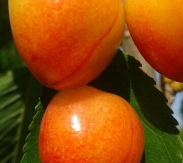 کشت و صنعت باغات آستان قدس رضوی (28)