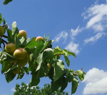 کشت و صنعت باغات آستان قدس رضوی (29)