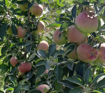 کشت و صنعت باغات آستان قدس رضوی (3)