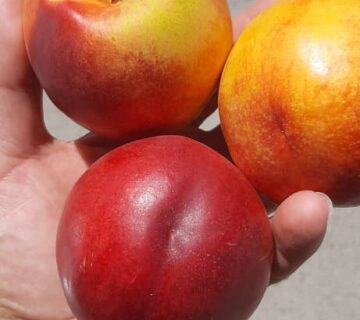 کشت و صنعت باغات آستان قدس رضوی (30)