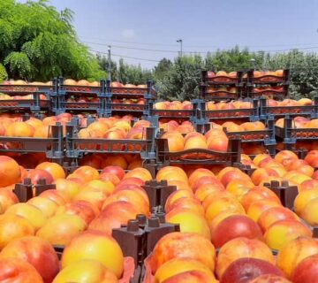 کشت و صنعت باغات آستان قدس رضوی (4)