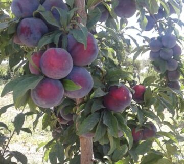 کشت و صنعت باغات آستان قدس رضوی (5)