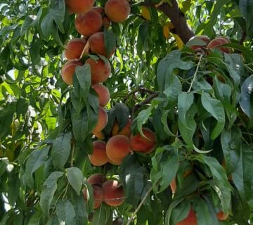 کشت و صنعت باغات آستان قدس رضوی (6)