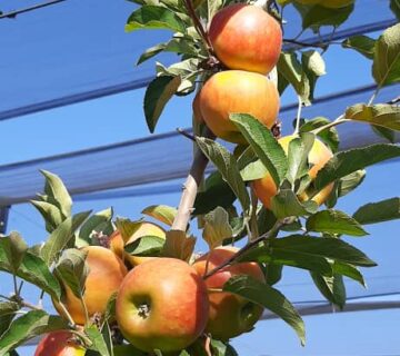 کشت و صنعت باغات آستان قدس رضوی (7)