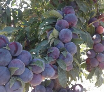 کشت و صنعت باغات آستان قدس رضوی (8)