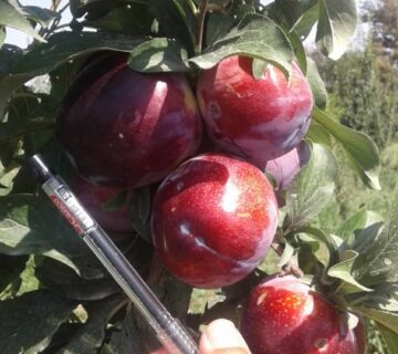 کشت و صنعت باغات آستان قدس رضوی (9)