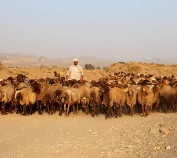 کشت و صنعت تربت حیدریه (1)