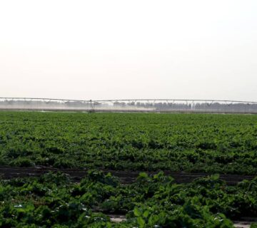 کشت و صنعت تربت حیدریه (10)