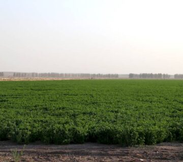 کشت و صنعت تربت حیدریه (12)