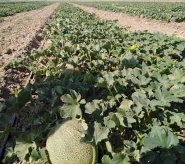 کشت و صنعت تربت حیدریه (2)